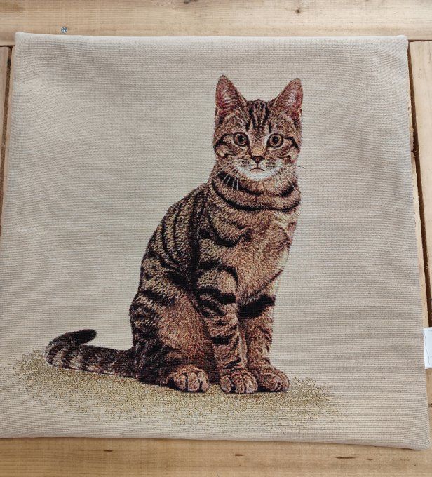 Chat Européen